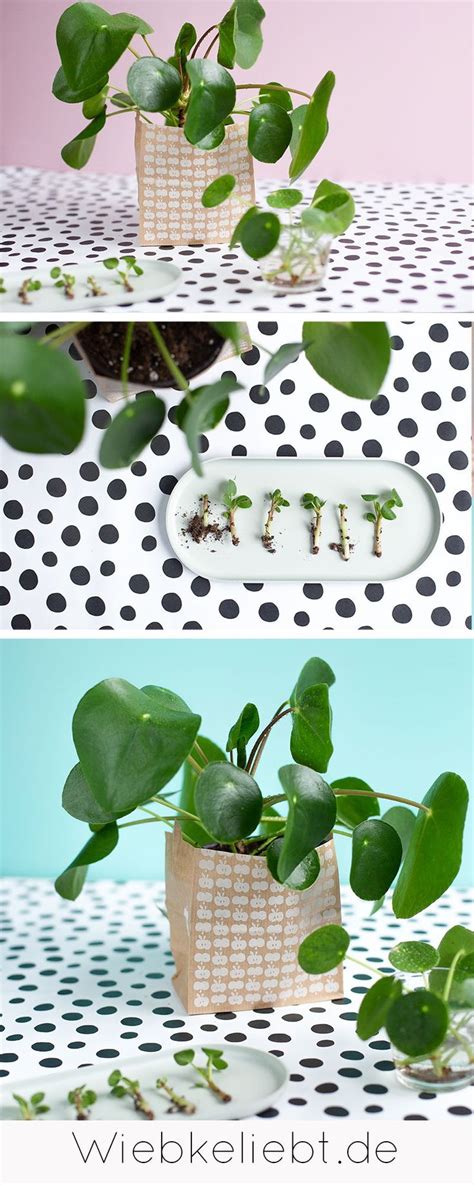 Two Photos Of Plants In Vases On A Table With Polka Dot Paper And The