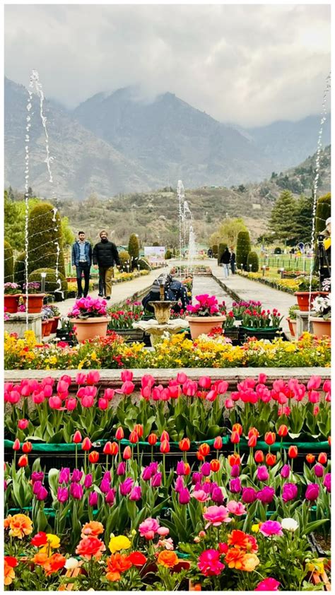 Asia S Largest Tulip Garden Opens For Visitors In Srinagar