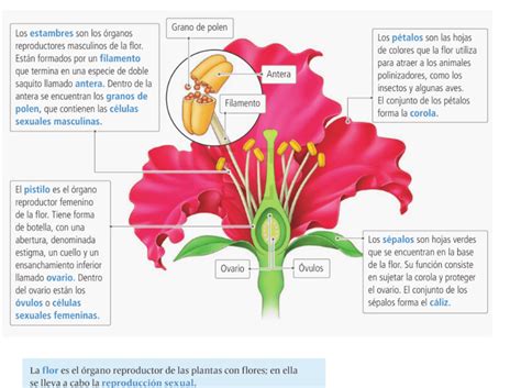 Reproducción de las plantas Assessment