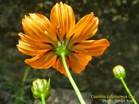 Medicinal Plants: Cosmos sulphureus