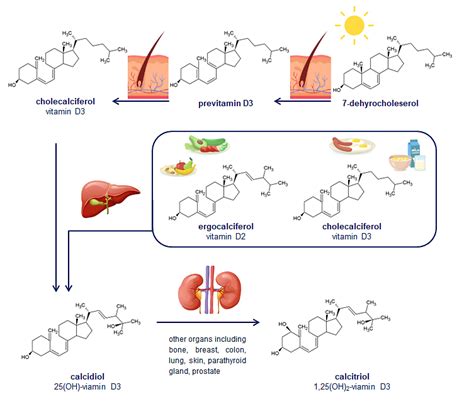 Role Of Vitamin D In Selected Pulmonary Diseases With Particular