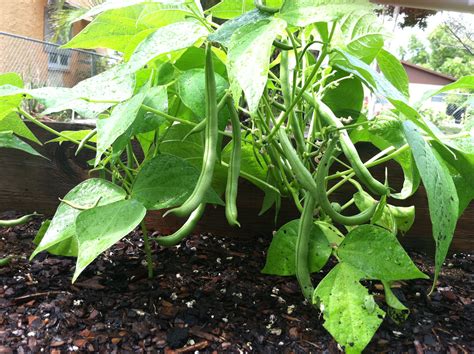 Growing Green Beans In Missouri Okejely Garden Plant