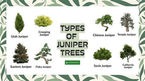 Juniper Tree: Growing Tips, Benefits, And Landscape Use - Sigma Earth