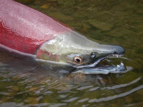 sockeye | Salmon Science