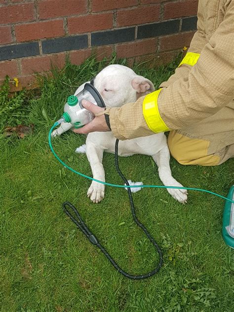 Firefighters Save Dog Trapped In House Fire