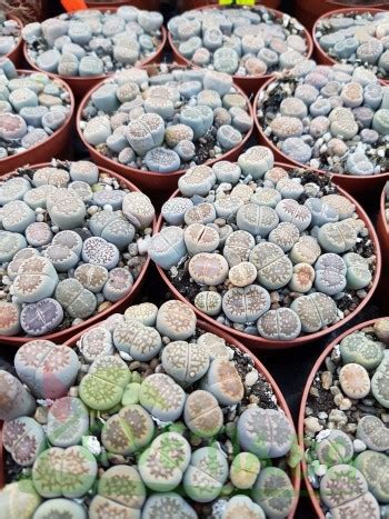 Живи камъчета (Lithops)- LR2083