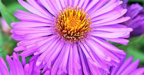 Fall Asters Gardening Tips | Hometalk