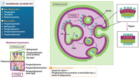 Cell Biology Membrane Asymmetry Ditki Medical Biological Sciences