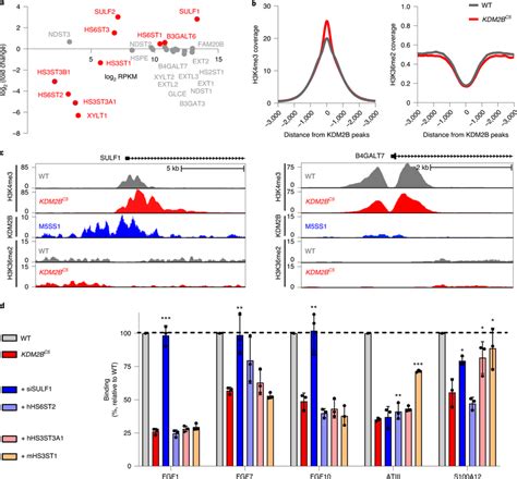 Transcriptome And Chip Analysis Of Kdm2b Mutant Cells A Mrna Download Scientific Diagram