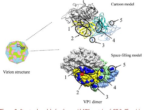 Figure 2 From Molecular Evolution Of The Capsid VP1 Region In Human