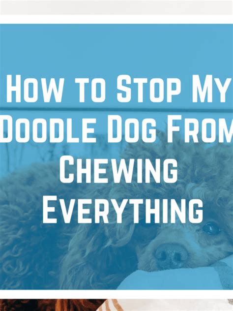 How To Stop My Dog From Chewing Everything In Sight Lover Doodles