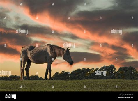 Sway back horse hi-res stock photography and images - Alamy