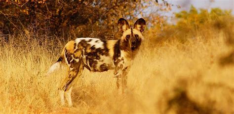 African Wild Dog Predators Their Top 5 Natural Enemies