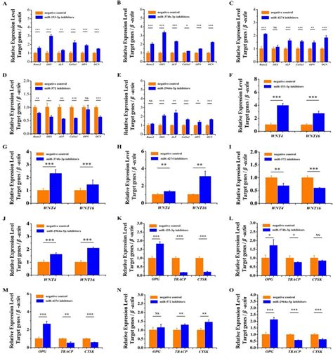 MiRNA Knockdown Increased The Expression Of Osteogenesis Marker Genes