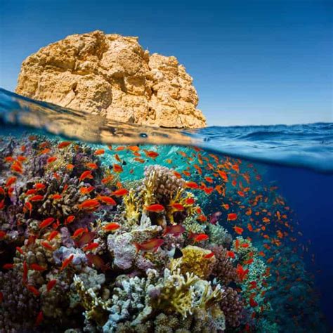 The Top Four Scuba Diving Spots in Egypt’s Red Sea | Osiris Tours