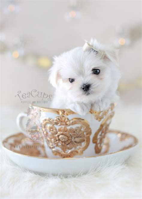 Toy Teacup Puppies For Sale | Teacup Puppies & Boutique - Part 2 | Maltese puppy, Teacup puppies ...