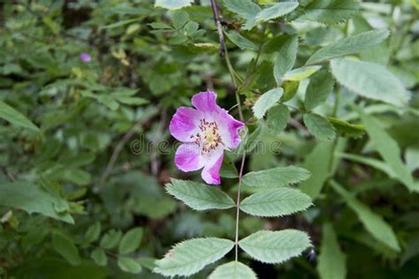 Wild Rose Stock Image Image Of Blossom Flower Floral 141467343