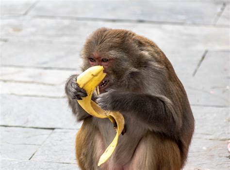 Affe Der Banane Isst Kostenloses Foto Auf Pixabay Pixabay