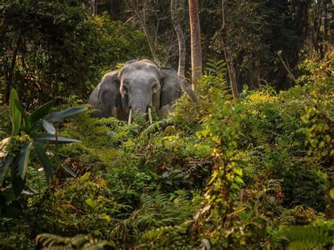 Stunning Rainforests In India Trawell In Blog