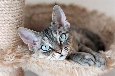 Devon Rex Cat Breed Information Characteristics