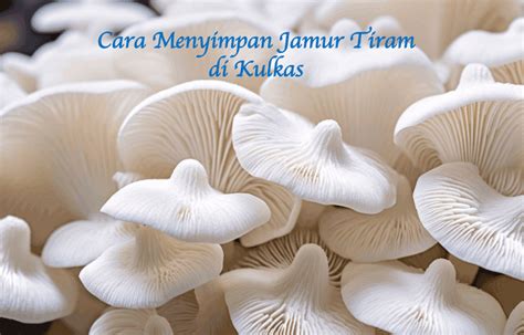 7 Cara Menyimpan Jamur Tiram Di Kulkas Agar Tetap Segar Bams