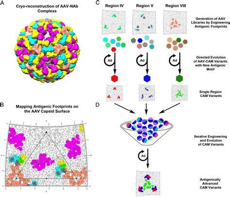 Figure From Structure Guided Evolution Of Antigenically Distinct