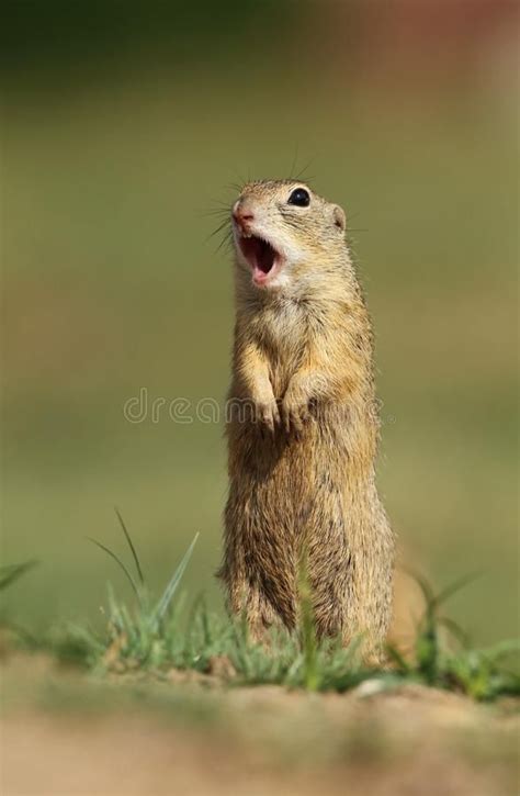 Ground Squirrel Screaming Stock Image