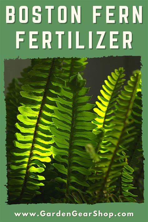 Boston Fern Fertilizer