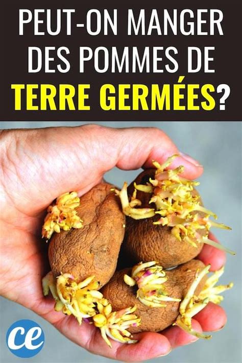 Peut On Manger Des Pommes De Terre Germ Es Sans Risque