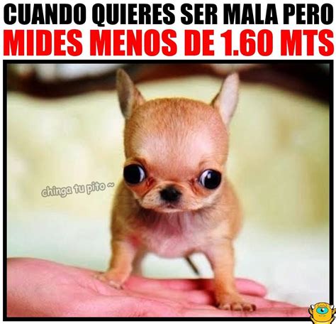 11 Quieres Ser Mi Novia Meme Perrito