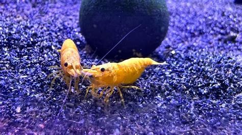 Yellow Fire Shrimp Care Guide & Species Profile – Aquariumistics