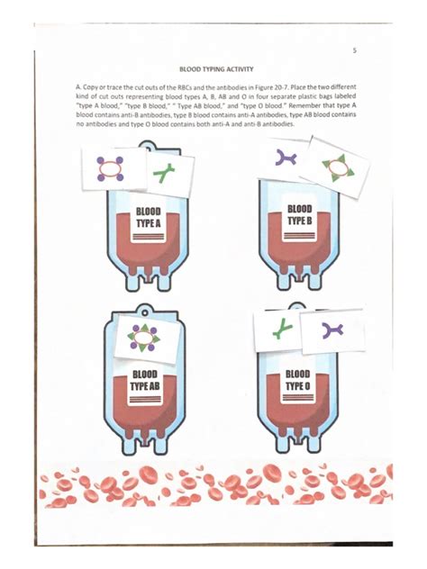 Blood Typing Activity | PDF