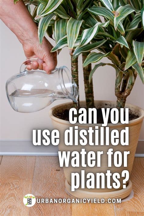 Will Distilled Water Kill Plants