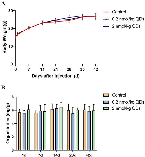 Frontiers Cardiotoxicity Of Intravenously Administered CdSe ZnS