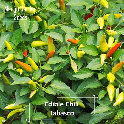 Tabasco Chili Pepper Seeds Seed Pot Friendly Tanam Pasu Benih