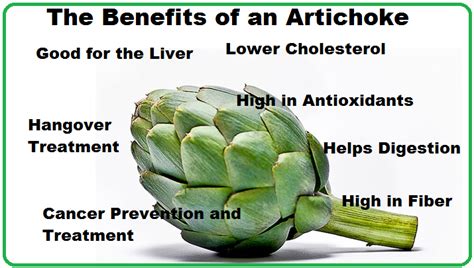 Eating My Way To Better Health The Benefits Of An Artichoke