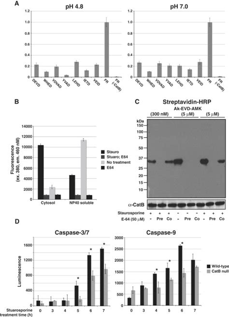 Direct Measurement Of Cathepsin B Activity In The Cytosol Of Apoptotic