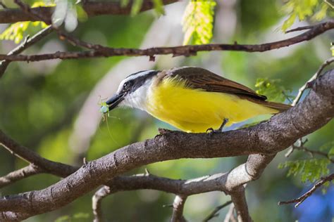 Foto Bem Te Vi Pitangus Sulphuratus Por Ruy Coitinho Wiki Aves A