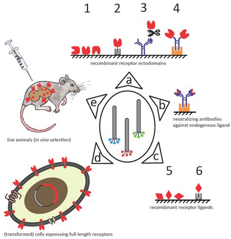 Molecules Free Full Text Peptide Phage Display As A Tool For Drug