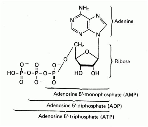 How Is Atp Different From A Nucleotide Wasfa Blog