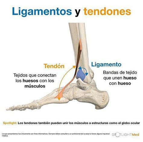 Ligamentos Y Tendones Anatomia Humana Musculos Anatomia Y Fisiologia