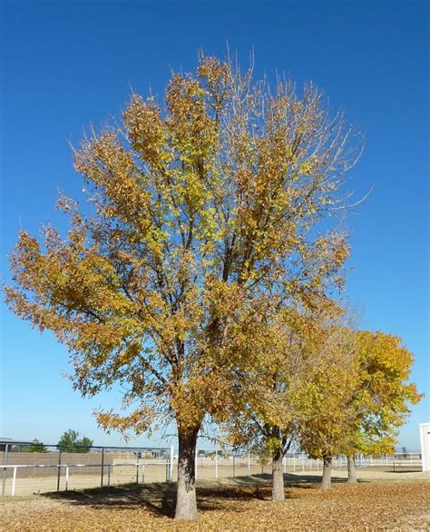 Ash Tree Identification Guide Tree Removal