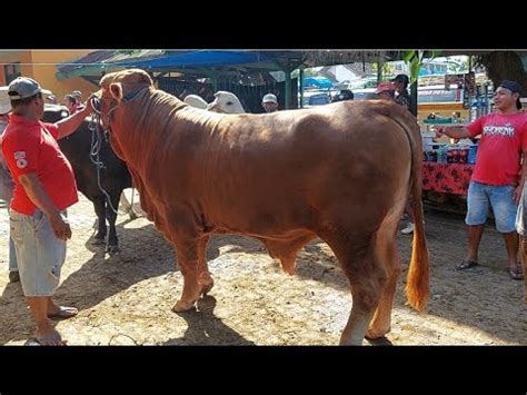 Nego Alot Jutalimosin Super Calon Qurban Harga Murah Pasar Sapi