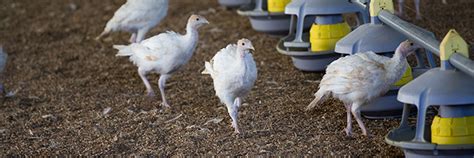 Cvma Usda Confirms Highly Pathogenic Avian Influenza Hpai In A