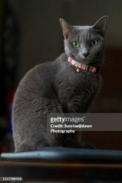 Russian Blue Cat Sleep Photos And Premium High Res Pictures Getty Images