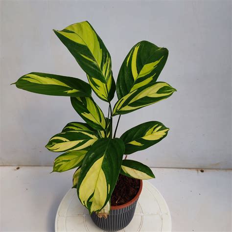 Calathea Golden Mosaic - NurseryBuy