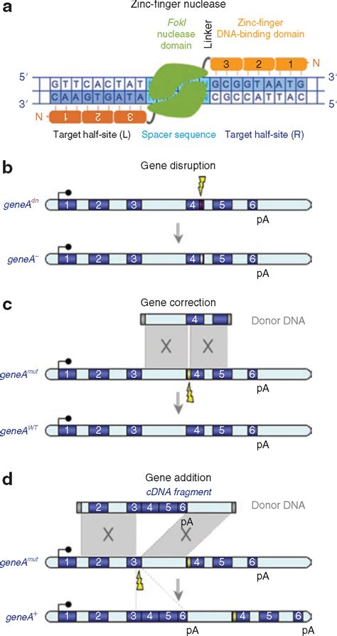 Zinc Finger Nucleases The Next Generation Emerges Molecular Therapy