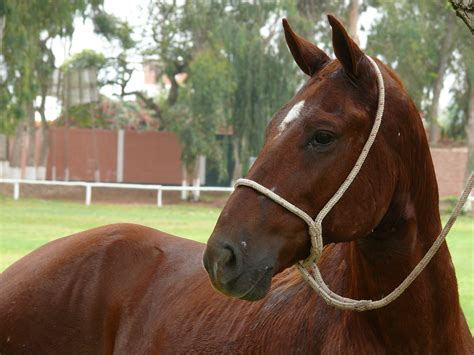 10 Best Gaited Horse Breeds for a Smooth Ride