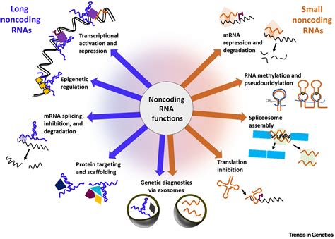 Evolutionary Conservation In Noncoding Genomic Regions Trends In Genetics