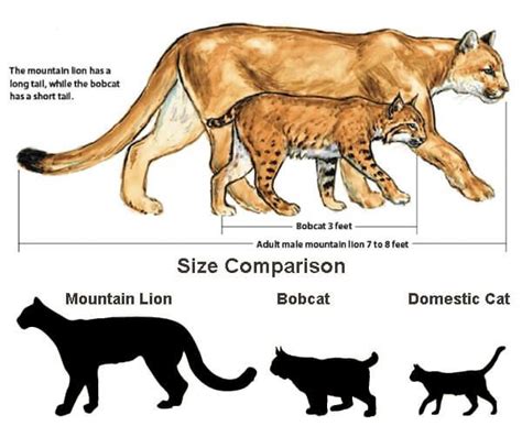 Mountain Lion Vs Bobcat Vs Domestic Cat Mountain Lion Domestic Cat